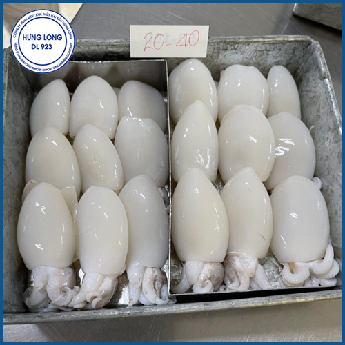 Frozen whole cleaned baby cuttlefish BQF
